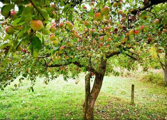 Продам дачу, 12 м2, СНТ Урожай