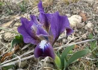 Продажа участка, 8 сот., поселок городского типа Николаевка, улица Октябрьской Революции