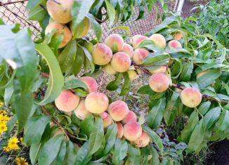 Продается дача, 32 м2, дачное некоммерческое товарищество Весна