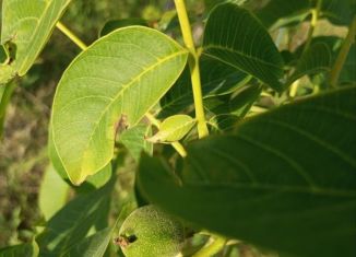 Земельный участок на продажу, 139 сот., село Изюмовка, Южная улица, 21