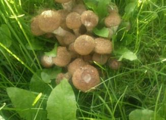 Продаю земельный участок, 12 сот., село Башкултаево, Октябрьская улица