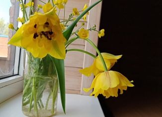 Сдается 1-комнатная квартира, 30 м2, Краснодар, Глубинный переулок, 28, микрорайон Табачная Фабрика